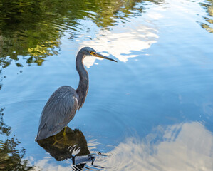 Great Blue Heron standing in water with reflection of clouds coming off pond