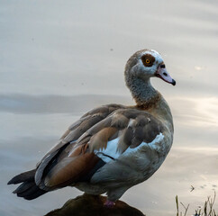 Egyptian Water duck standing in a shallow part of the pond during sunset