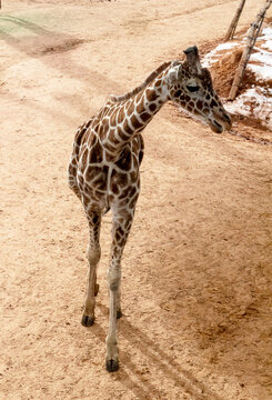 A Closeup Of A Giraffe During Winter Time