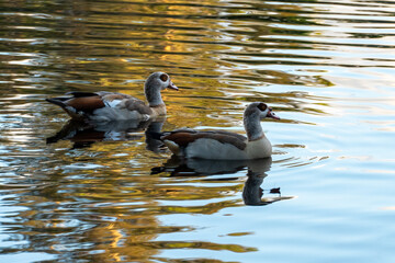 Side Shot of a pair of Egyptian Water Geese Swimming in a pond during sunset