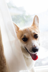 Corgi dog looking from behind a curtain