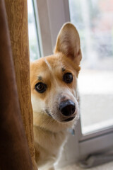 Corgi dog looking from behind a curtain