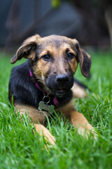 German shepherd puppy dog resting on the grass