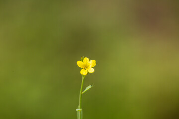 Beautiful, close up photo of Ranunculus repens also known as the creeping buttercup in front of a blurry background. This flower is from the Ranunculaceae family and it is native to Europe, Africa.