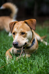 Dog resting on the grass