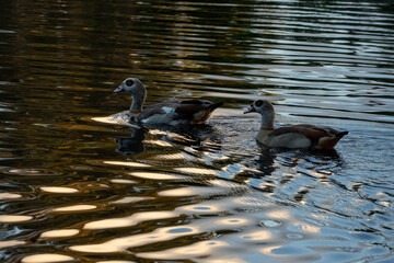 A pair of Egyptian Water Geese Swimming in a pond during sunset