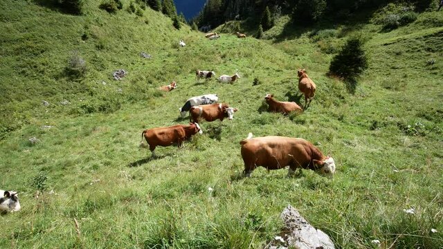 landscape of Carnic Alps with with grazing cows, Udine, Friuli Venezia Giulia, Italy