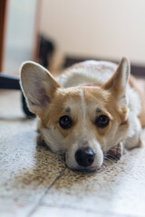 Corgi dog resting on the floor