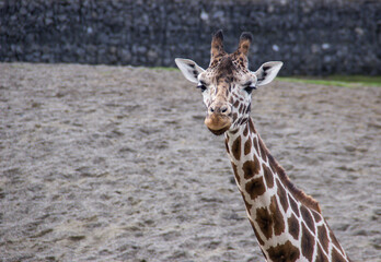 portrait of a giraffe