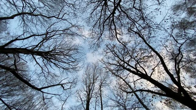 View from the bottom of the forest trees. The blue sky is painted through the bare branches of the trees. Forest in winter. Tops of tree canopies without leaves. Clear cloudless blue sky. Tall trees.