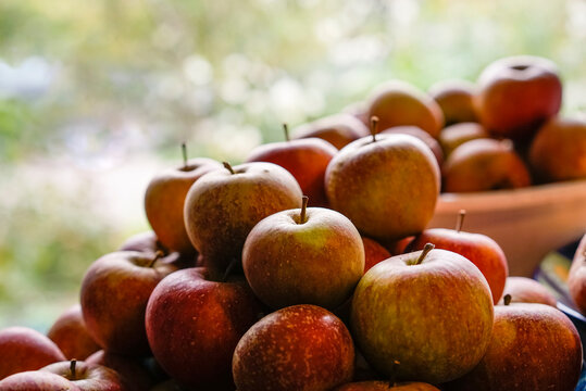 A big pile of Cox Orange apples, a popular heirloom apple from Buckinghamshire England