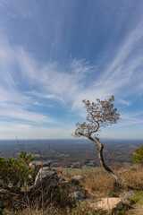 Vertical image of a lone tree at the pinnacle of Pilot Mountain in North Carolina in autumn under a blue sky