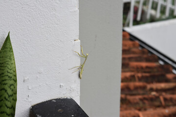 Insectos Circundantes