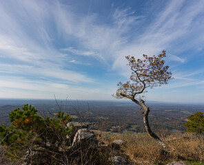 Fototapeta na wymiar Landscape view of a lone tree on top of Pilot Mountain in North Carolina under a blue sky with streaks of clouds