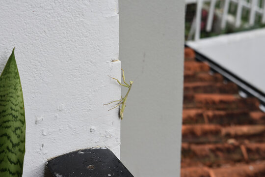 Insectos Circundantes