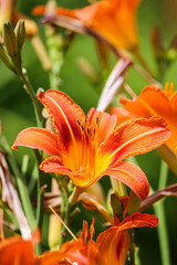 Obraz premium Beautiful Orange and Yellow Flower