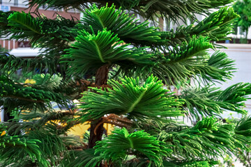 Decorative leaves of tropical exotic coniferous Araucaria heterophylla tree, close-up. Natural plant texture. Norfolk Island pine growing in a park in Alanya (Turkey)