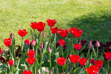 A park view that has colorful tulips and trees. Tulips were growing originally in Tian Shan Mountains and they were cultivated in Constantinople and they became the symbols of Ottomans.