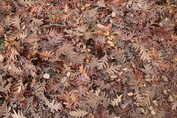 brown leaves background