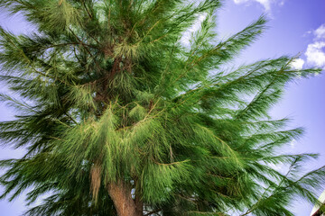 Fluffy pine tree with thin long needles isolated on blue sky background. An ornamental coniferous tree (possibly Pinus montezumae) outdoors in Alanya Park (Turkey)