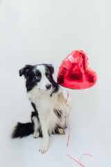 St. Valentine's Day concept. Funny portrait cute puppy dog border collie holding red heart balloon in paw isolated on white background. Lovely dog in love on valentines day gives gift.