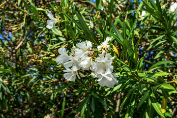 Obraz premium Branch with white Nerium oleander inflorescence. Beautiful floral background with elegant white flowers on green leaves background