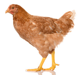 one brown chicken isolated on white background, studio shoot