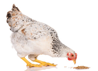 one white chicken pecking grains, isolated on white background, studio shoot
