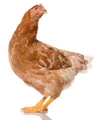 one brown chicken isolated on white background, studio shoot