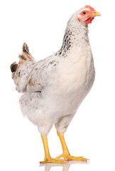 one white chicken isolated on white background, studio shoot