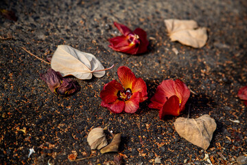 a withered flowers on the asphalt on a sunny day, texture
