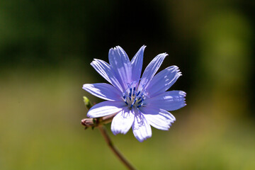 Fototapeta premium A beautiful, close up photo of Chicory in front of a blurry, green background. This flower belongs to Asteraceae family and it is native to Europe, Africa and Asia.