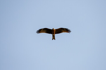 a large bird hovers in the blue sky watching the earth
