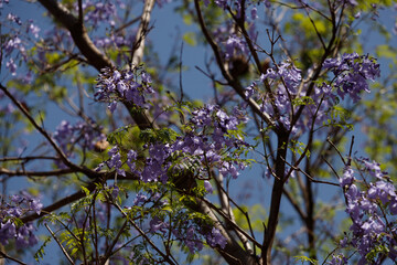 flowering tree branches on a blue sky background is so romantic