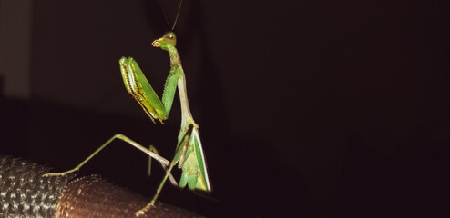 Mantis religiosa o caballo del Diablo