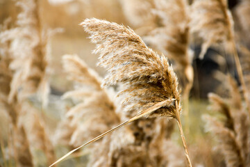 Dry reed on the lake, reed layer, reed seeds. Golden reed grass, pampas grass. Abstract natural background. Beautiful pattern with neutral colors. Minimal, stylish, trend concept.