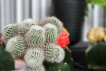 Mammillaria hahniana with close up style
