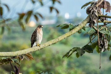 Peregrine falcon perched on a branch. Migratory birds in Latin American territory