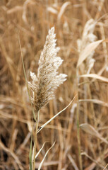 Dry reed on the lake, reed layer, reed seeds. Golden reed grass, pampas grass. Abstract natural background. Beautiful pattern with neutral colors. Minimal, stylish, trend concept.