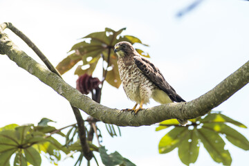 Peregrine falcon perched on a branch. Migratory birds in Latin American territory