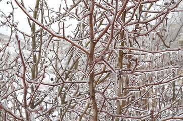 
freezing rain covered tree branches with an icy crust