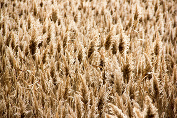 Dry reed on the lake, reed layer, reed seeds. Golden reed grass, pampas grass. Abstract natural background. Beautiful pattern with neutral colors. Minimal, stylish, trend concept.