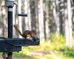 Squirrel on a trailer hitch