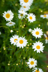Chamomile Flowers In Garden In Summer Top View.