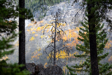 Fototapeta premium Tree with no leaves during autumn in Canadian Rocky Mountains