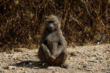 a monkey sat on the bottom of a sandy road and stared at me