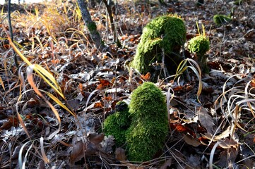 moss on an old stump in the woods
