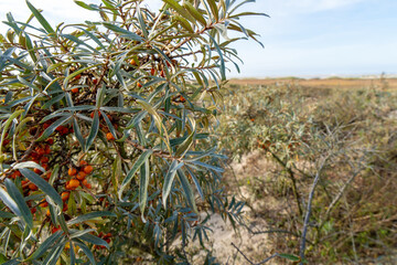 Sanddorn Strauch (Hippophae rhamnoides)