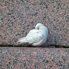 mage of a sleeping, white dove on a granite parapet of the embankment on a cool, autumn day