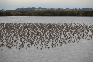 The landscape of the salt marshes of Guerande.